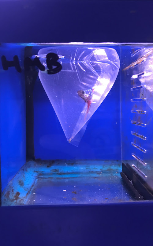 Bagged Betta Fish In Small Pet Shop Tank