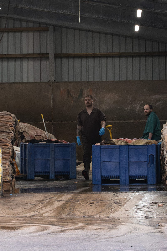 Cow skins for leather at St Merryn's Meat Slaughterhouse, Bodmin, Cornwall