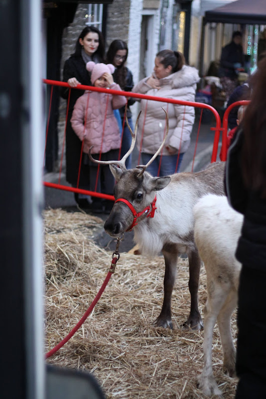 Reindeer Display at Christmas Market