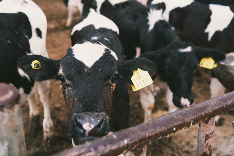 Dairy Calf
