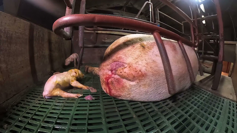 Mother pig in a farrowing crate gives birth to stillborn piglet while another baby convulses