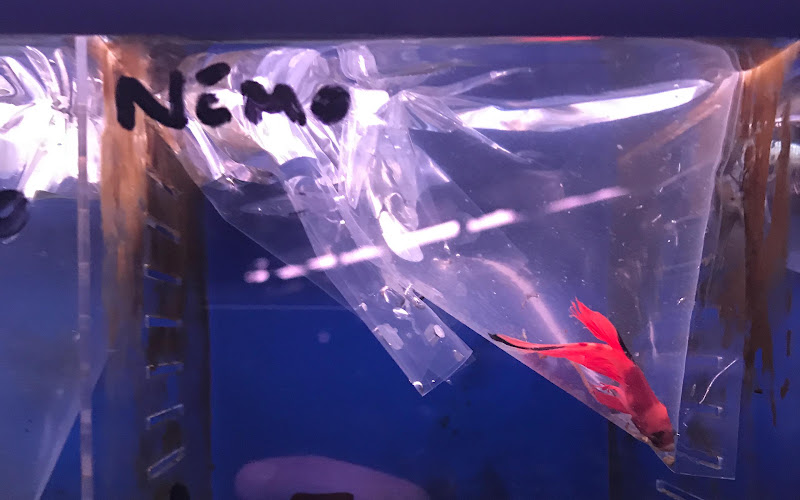 Bagged Betta Fish In Small Pet Shop Tank