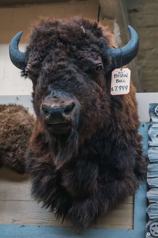 Taxidermy Bison Bull Head