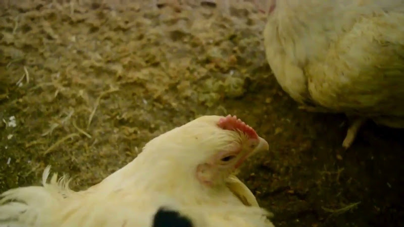 Activist Strokes Chicken in Poultry Farm 