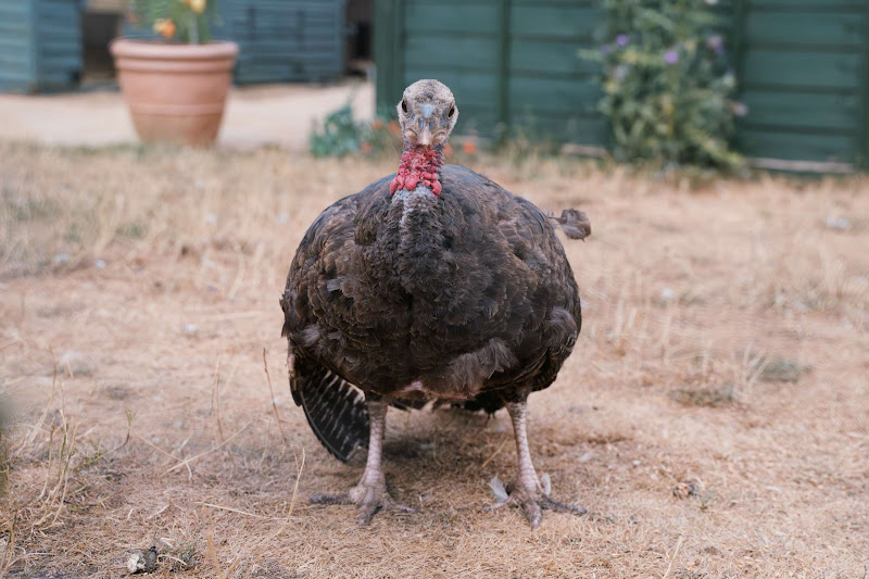 Female Turkey