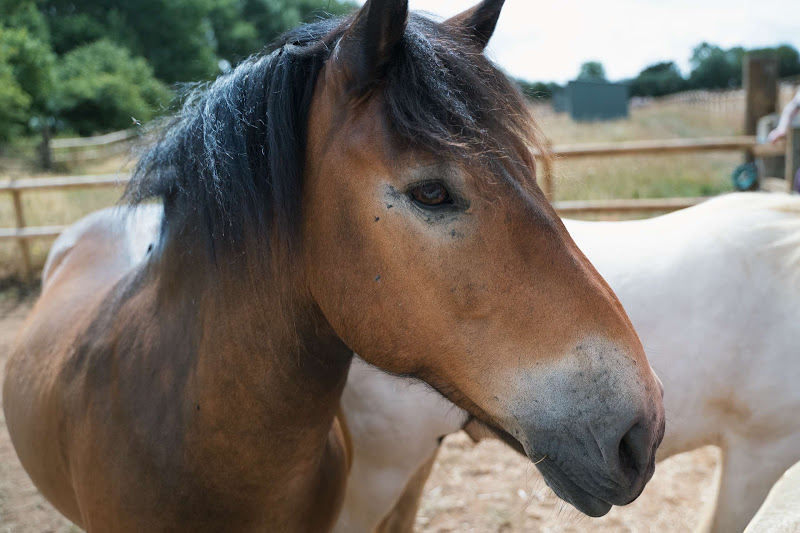 Horse