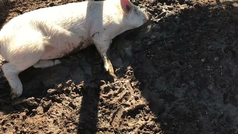 Pig Rolls In The Mud