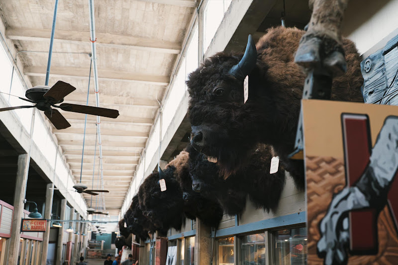 Taxidermy Bison Bull Heads