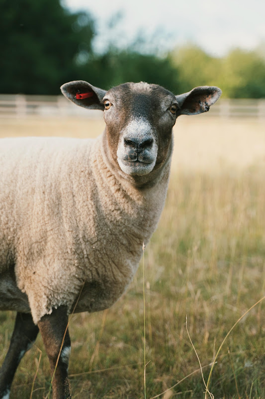 Rescued sheep