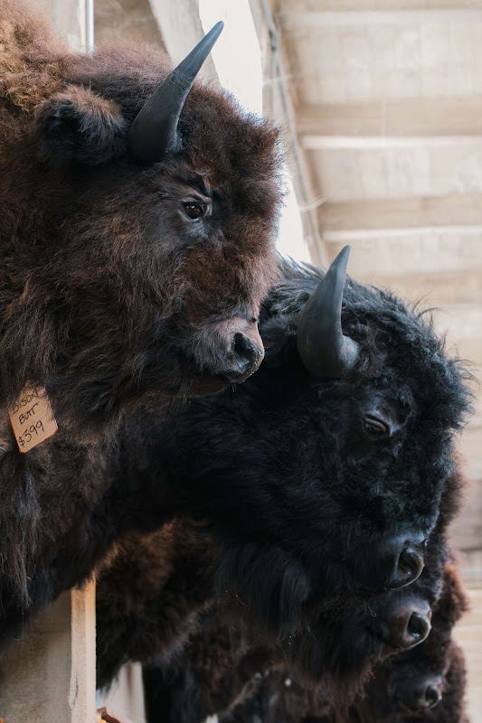 Taxidermy Bison Heads