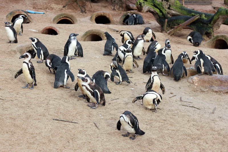 Group Of Penguins At Coastal Zoo