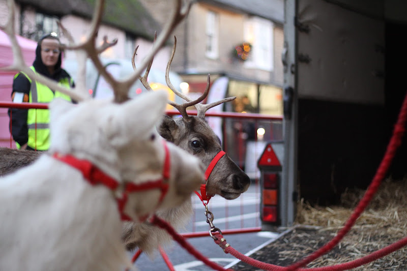 Reindeer Display at Christmas Market
