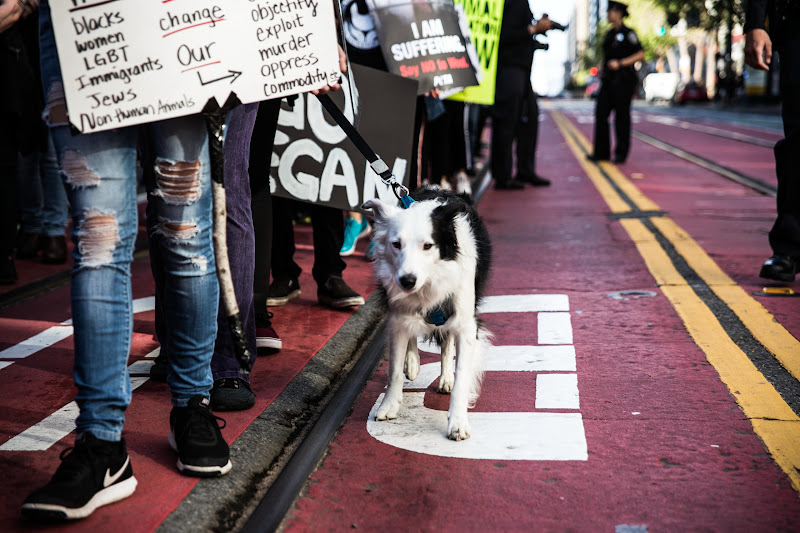 Dog at the ALC Animal Rights March - San Francisco, USA