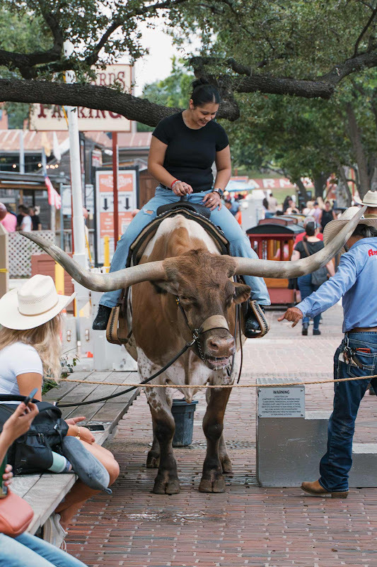 Women Sat On Longhorn Cow 