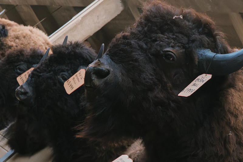 Bison Bull Heads