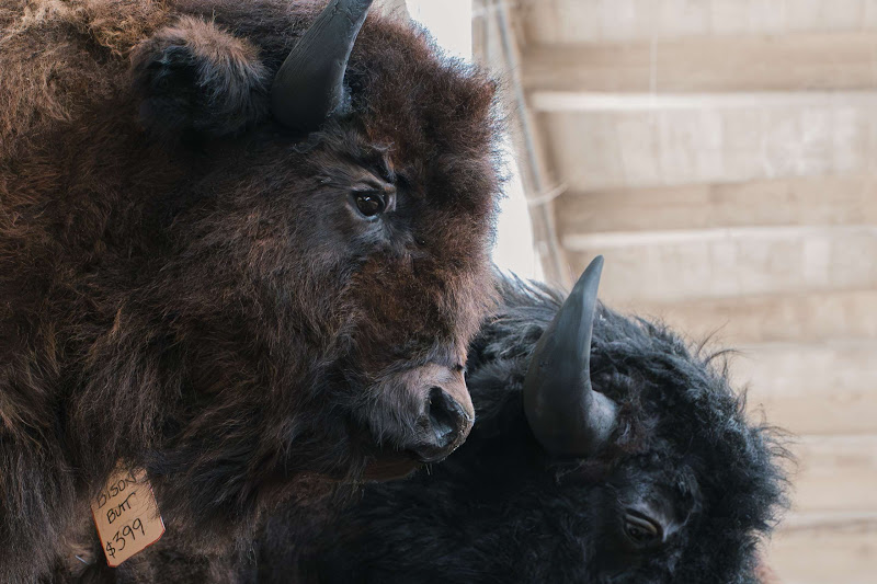 Taxidermy Bison Heads