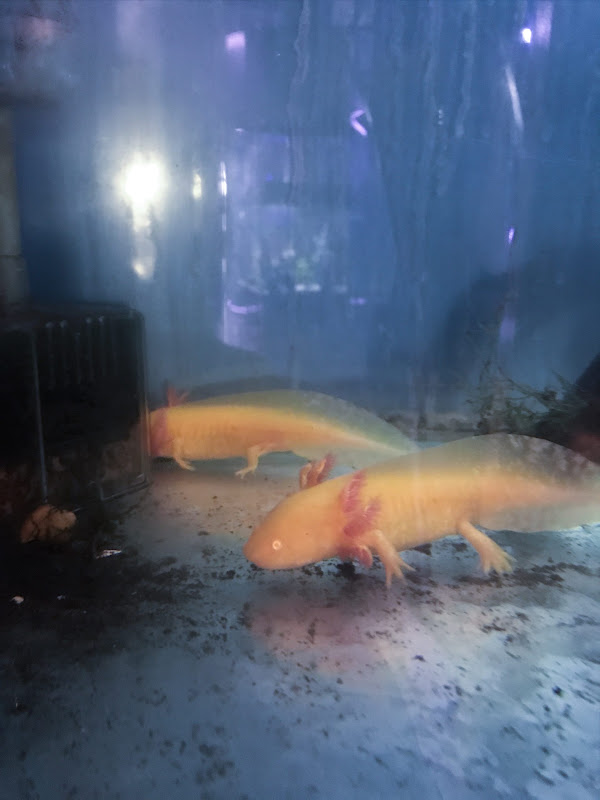 Axolotl’s In Dirty Pet Shop Tank