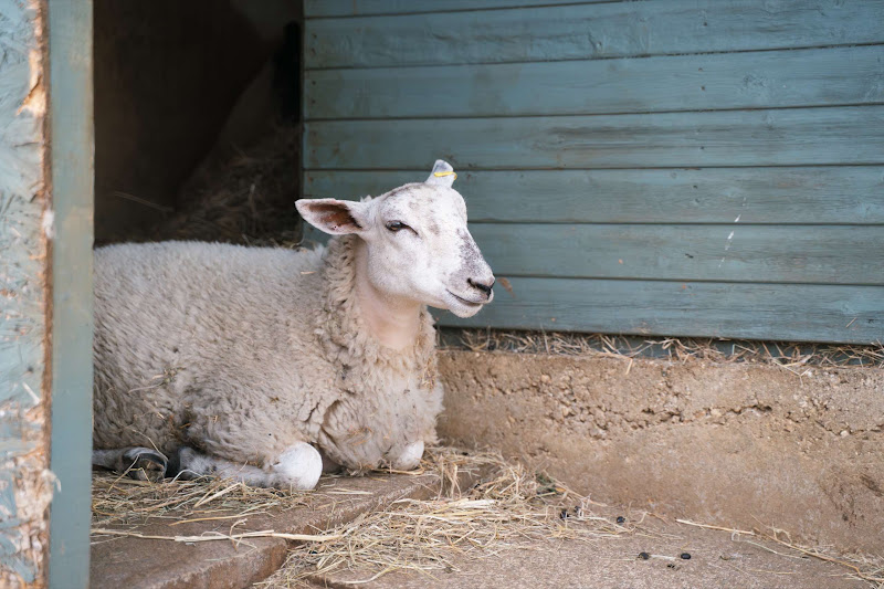 Sheep sat in the doorway