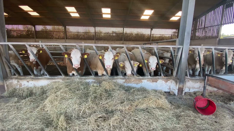 Beef Cows Inside Barn