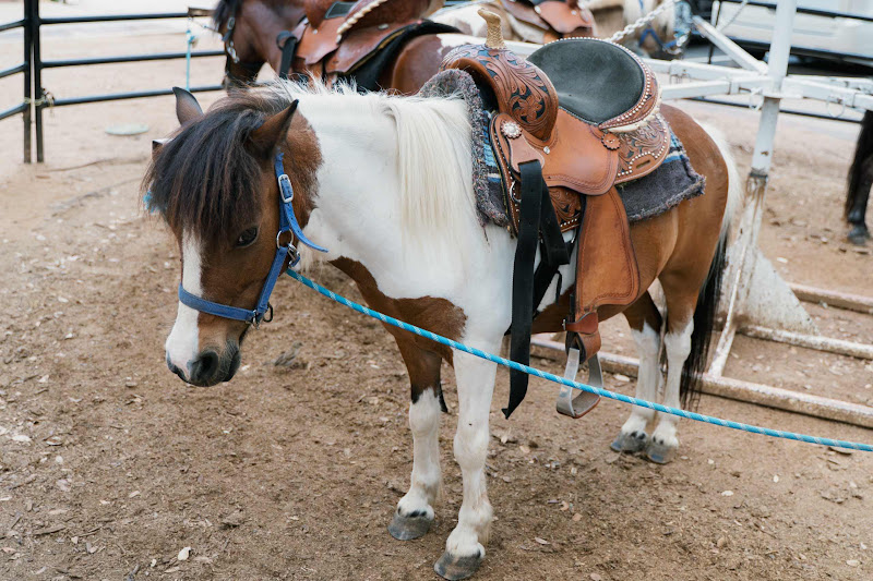 Pony Attached To Merry-Go-Round