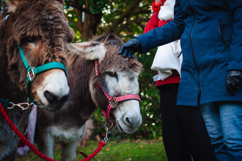 Donkeys dressed up for Christmas market