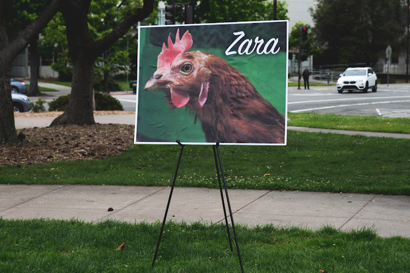 Rememberance photo for Zara the Chicken - Funeral for farm animals at the Animal Liberation Conference 2018
