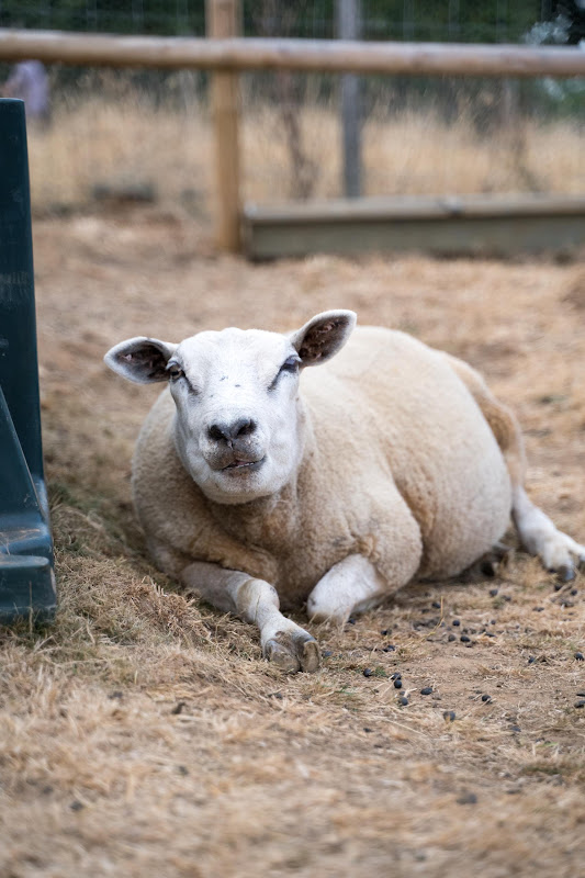 Sheep Lying Down