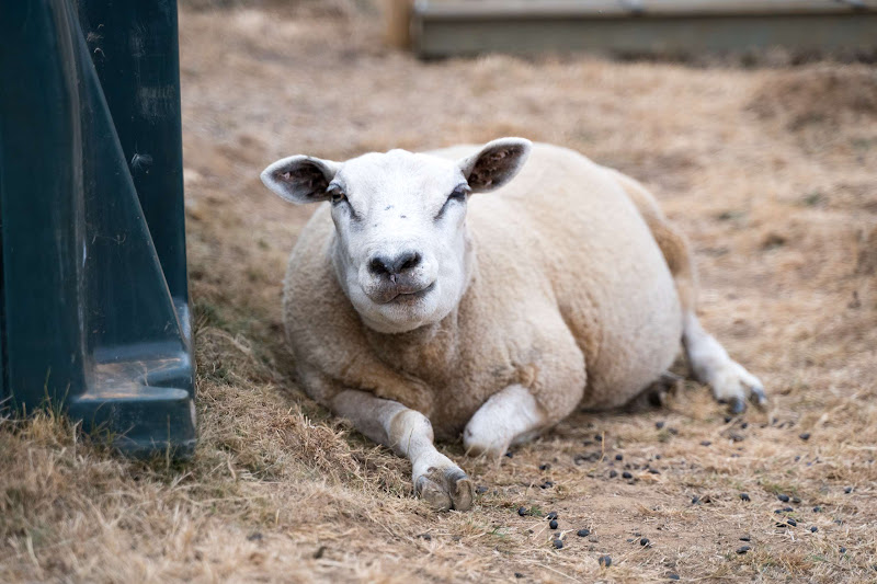 Sheep Lying Down