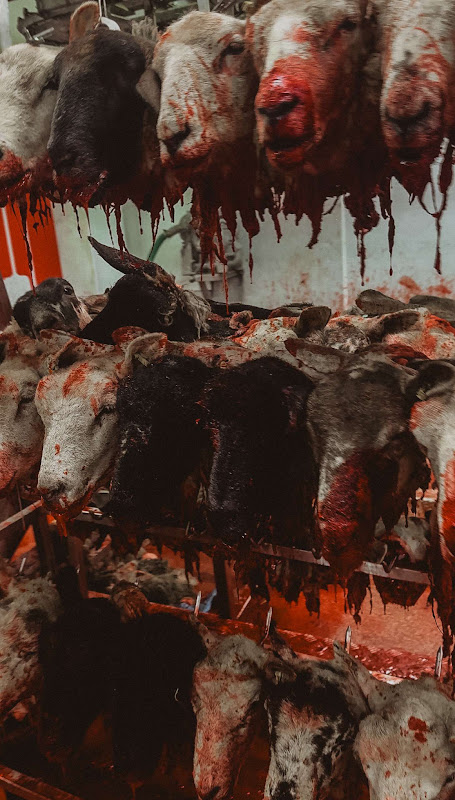 Decapitated sheep heads