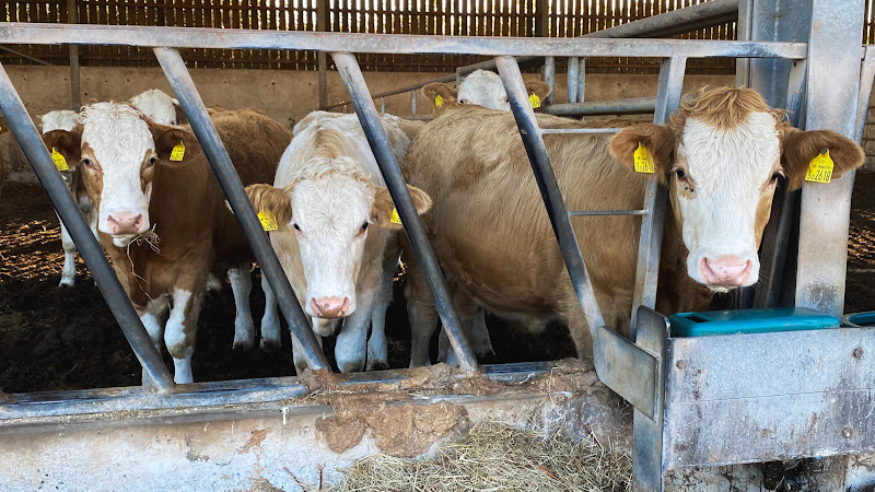 Cows Inside Barn