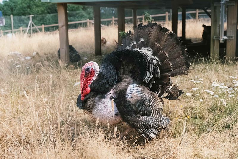 Male Turkey