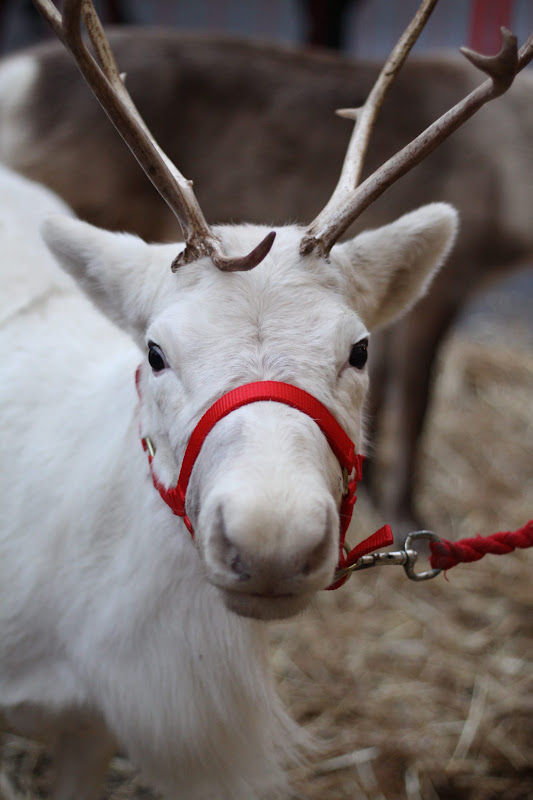 Reindeer Display at Christmas Market