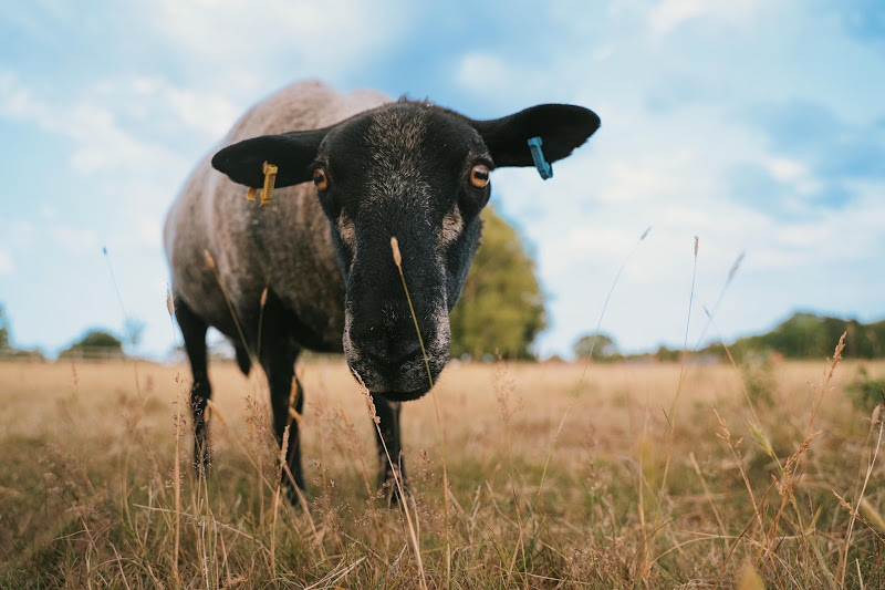 Rescued sheep