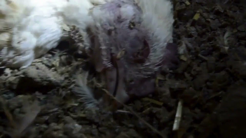 Deceased Chicken in Poultry Farm