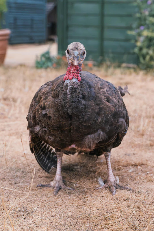 Female Turkey