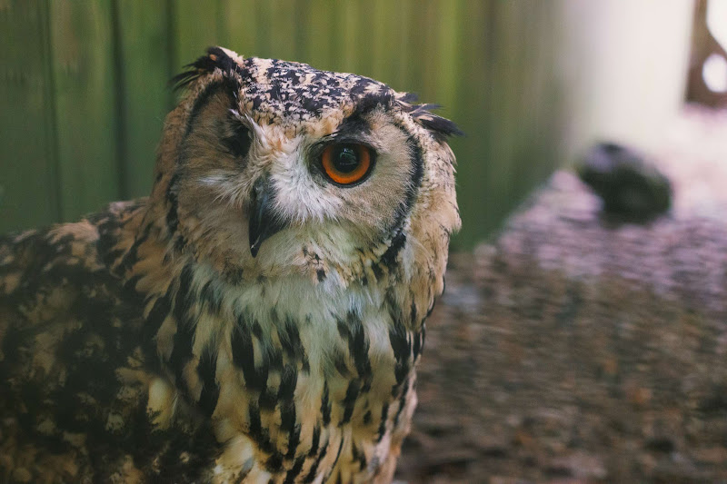 One Eyed Eurasian-Eagle Owl
