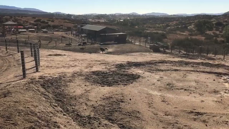 Cow Running Up The Hill