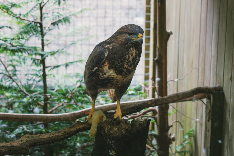 Captive Buzzard Holds Chick In Talons