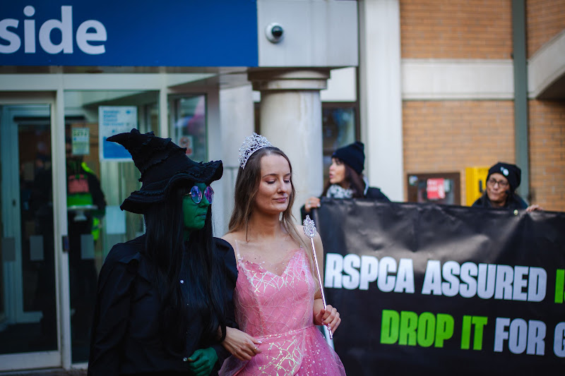 RSPCA Assured: Wicked themed demo