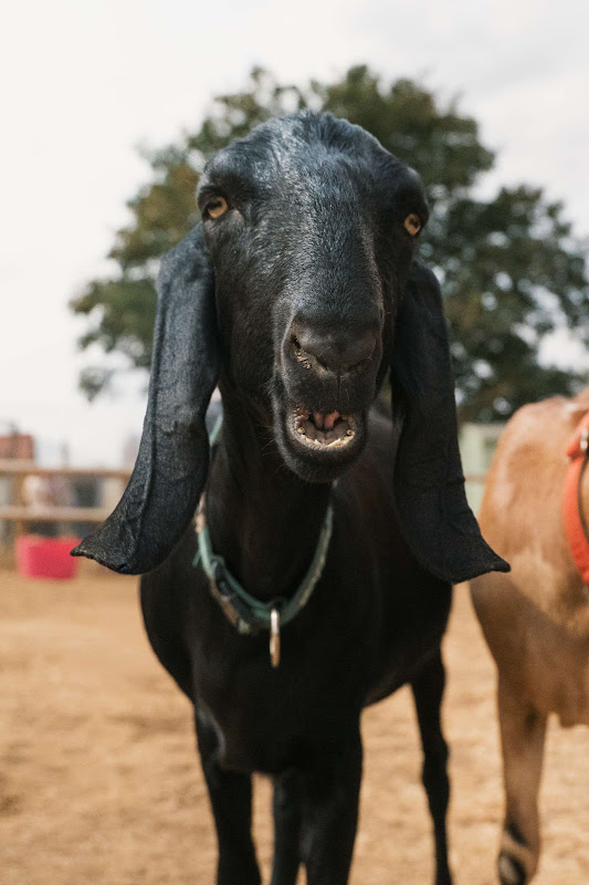 Black Goat