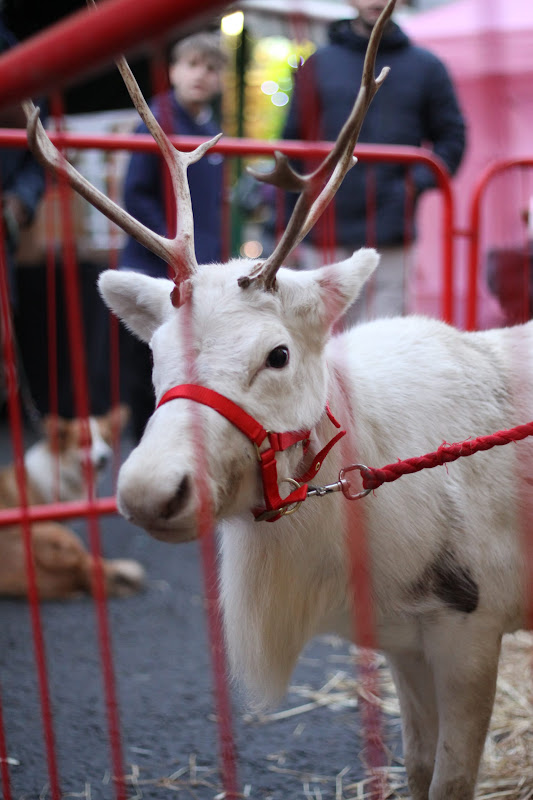 Reindeer Display at Christmas Market