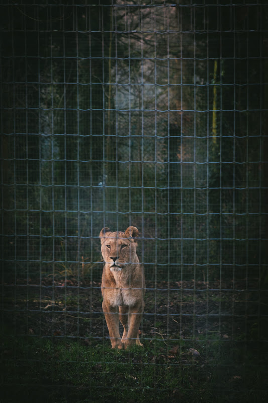 Caged lioness Longleat Safari Park