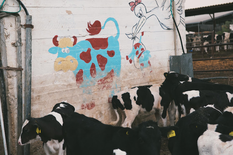 Dairy Cows