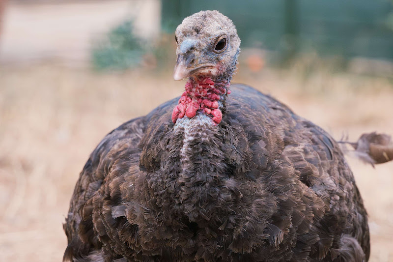 Close-up Of Female Turkey