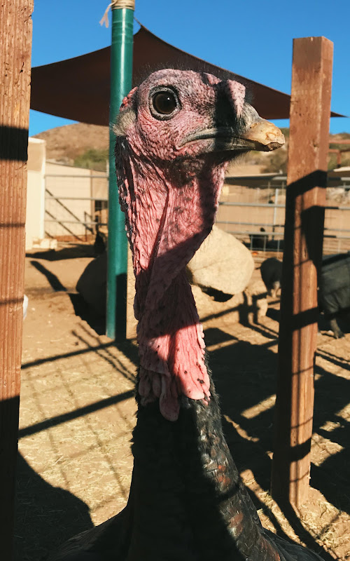 Turkey Close-up