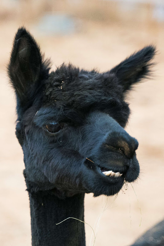 Alpaca