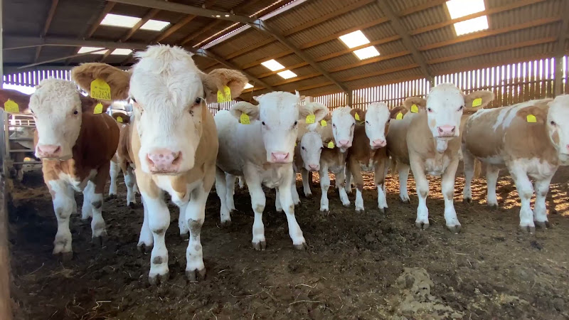Beef Cows Inside Barn