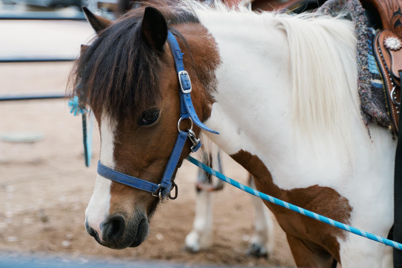 Close-Up Of Pony Attached To Merry-Go-Round