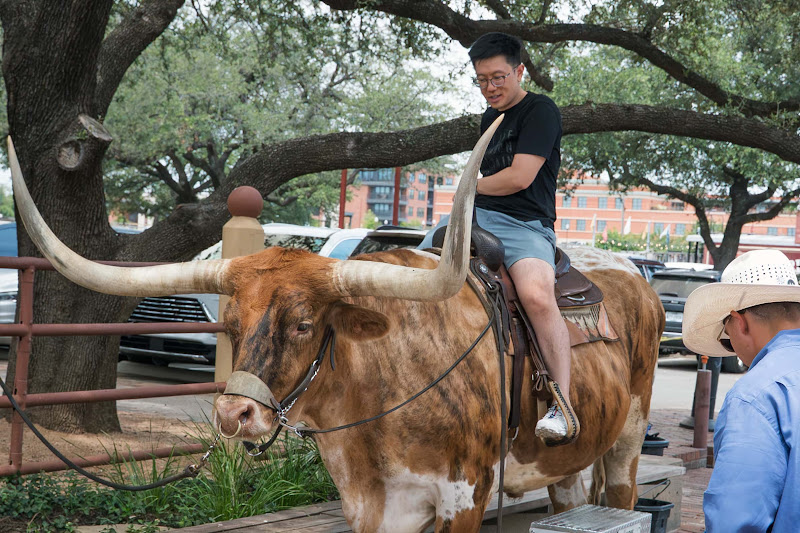 Man Sat On Longhorn Cow 