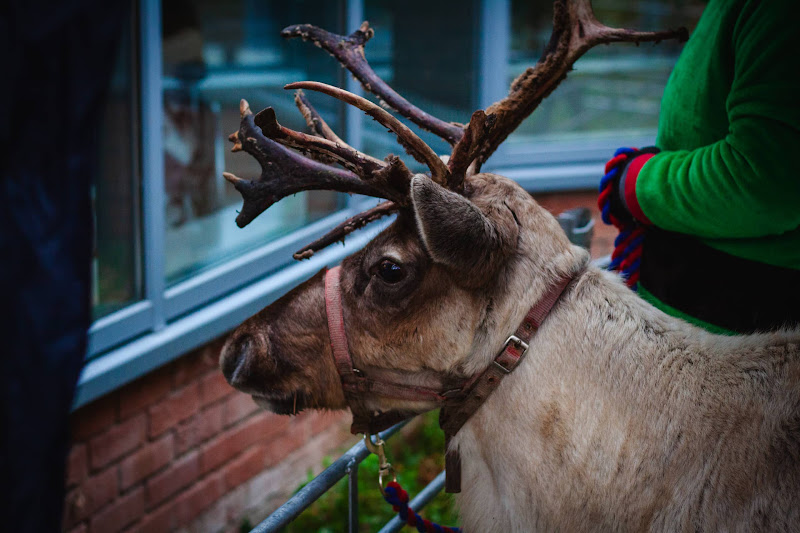 Reindeer at Christmas Event